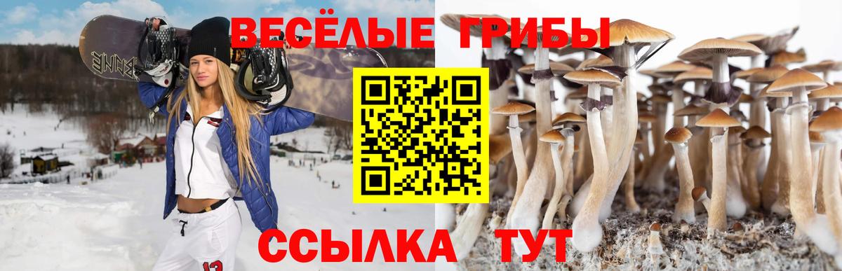 Псилоцибиновые грибы Cubensis Владикавказ